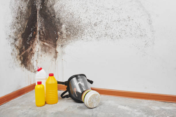 Best Mold Cleaning Services  in Estell Manor, NJ