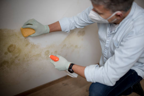 Mold Removal Process in Estell Manor, NJ